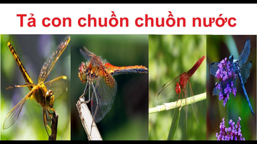 ảnh chủ đề